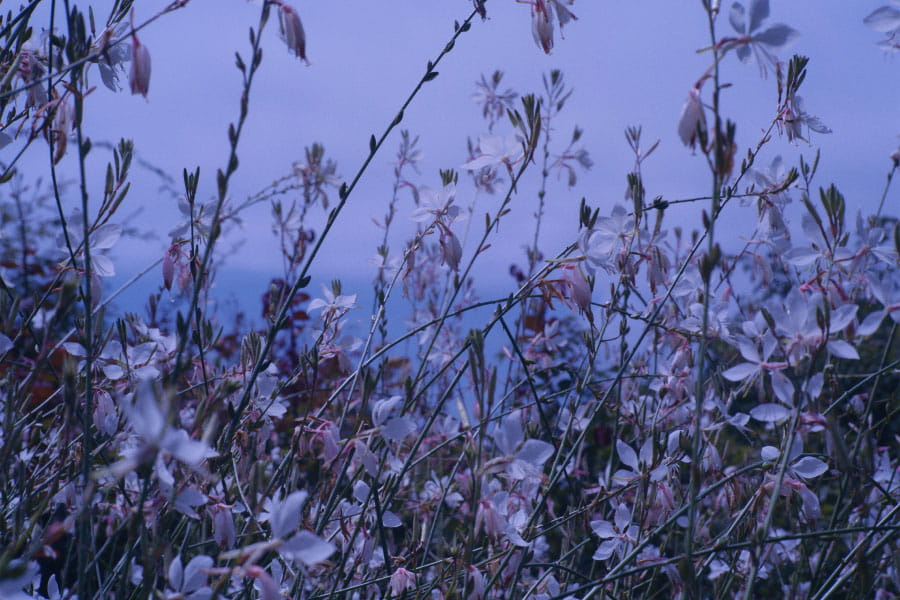 海を背に、紫の花がACAOに咲く