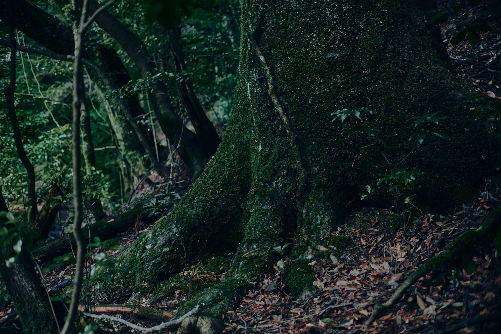 森に聳える巨木のもとでは、根もまた存在感を放つ