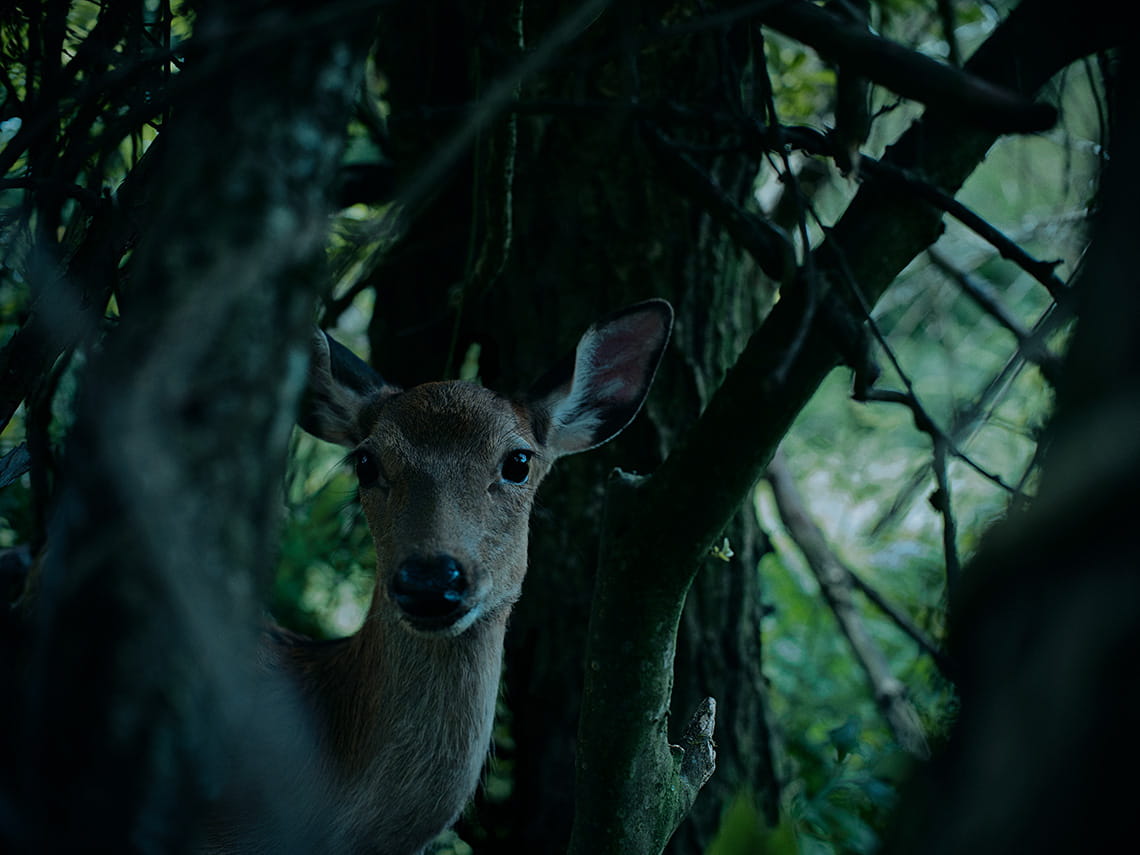 鬱蒼とした木々の隙間から、鹿がその顔を覗かせる